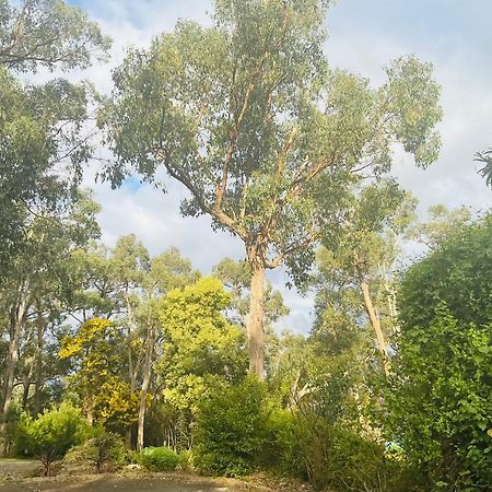 Sanctuary House Resort Motel Healesville Ngoại thất bức ảnh