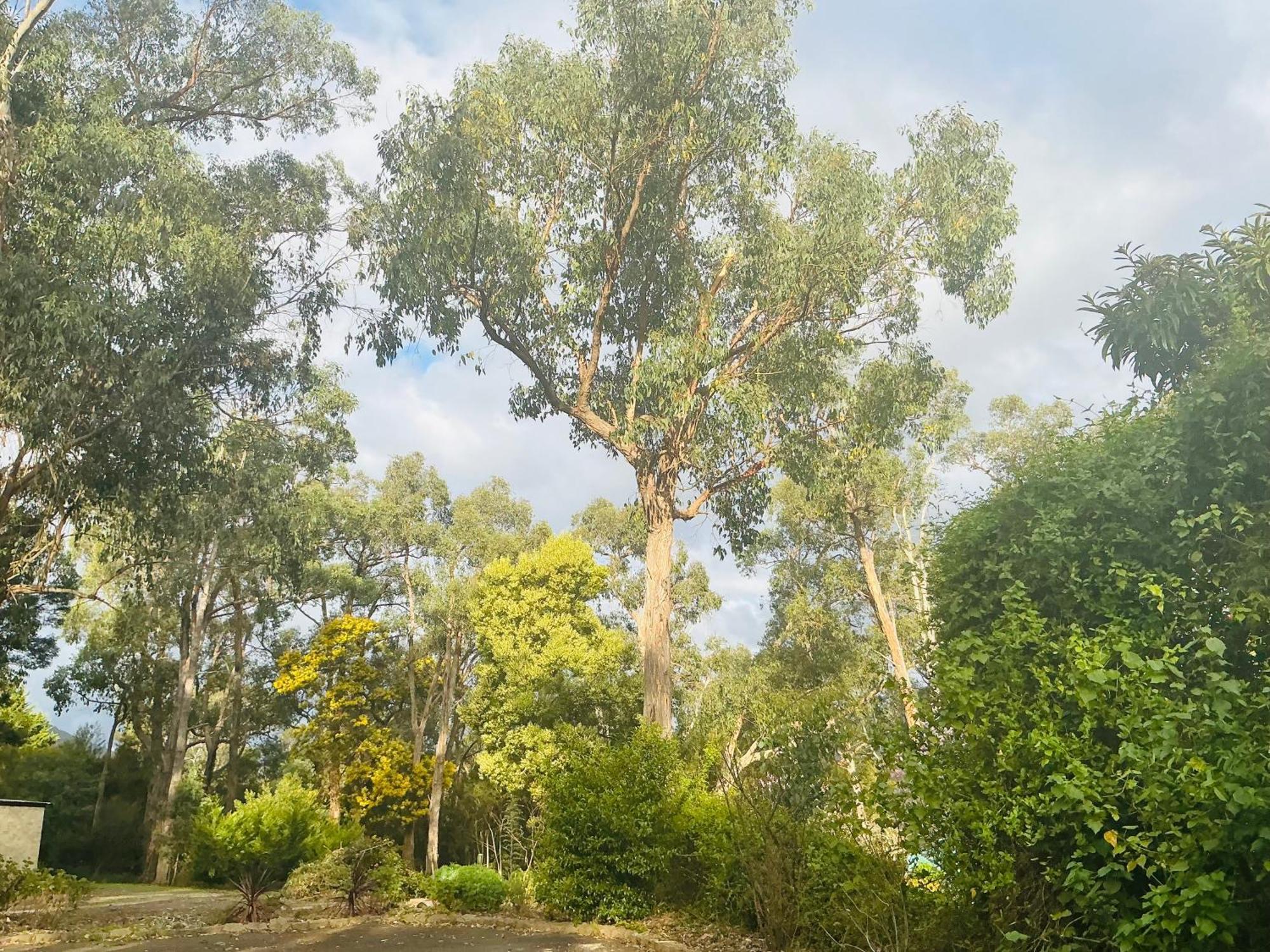 Sanctuary House Resort Motel Healesville Ngoại thất bức ảnh